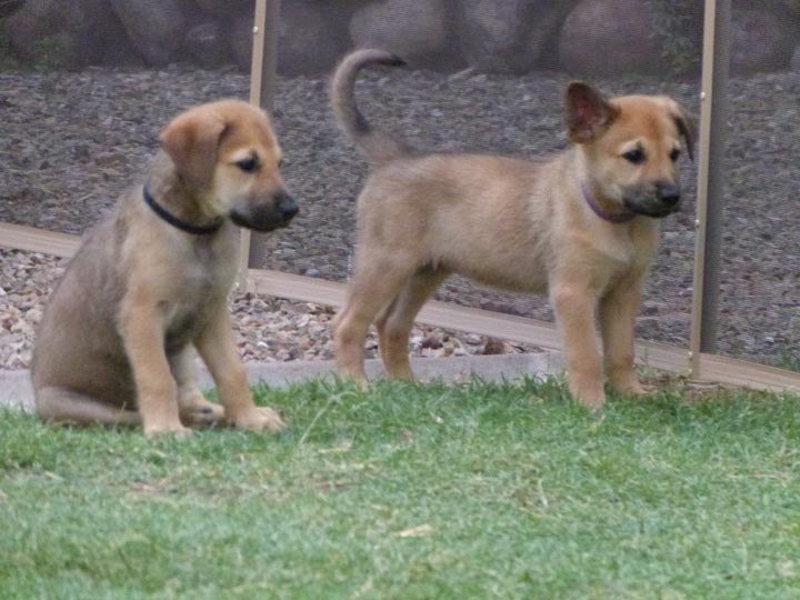 chinook dog